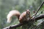Red squirrel, Speyside