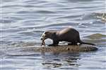 Otter eating a crab