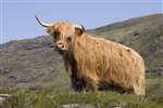 Highland Bull, Ardnamurchan