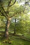 Ariundle Oak Wood