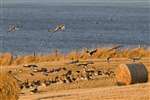 Greylag Geese landing on barley stubble