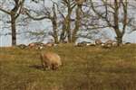 Pink-footed Geese  and sheep, Killearn