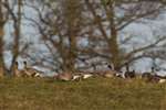Pink-footed Geese, Killearn