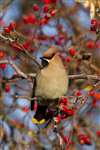 Waxwing on Rose hips