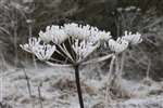 Frost on umbellifer flower, Baron's Haugh