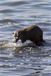 Otter coming ashore