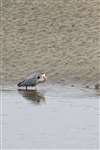Grey heron fishing