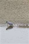 Grey heron fishing