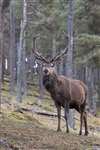 red deer in Caledonian Pine forest