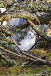 mountain hare in Caledonian Pine forest