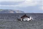 Bottlenose dolphins, Moray Firth