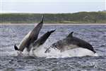 Bottlenose dolphin, Moray Firth