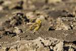 Yellowhammer on ploughed field