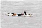 Shelduck on the Forth