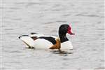 Shelduck on the Forth