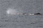 Sperm whale blowing