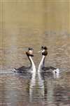 Great Crested Grebes head shaking