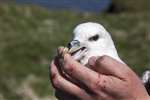 Fulmar in the hand