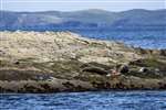 Common seals and Arctic terns, Bressay