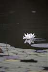 Water lilies, Lochan Buic, Knapdale