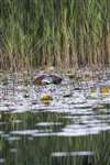 European Beaver eating Water lilies