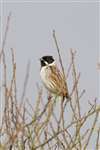 Reed Bunting on branches, Possil Marsh