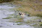 Ringed Plover on mud flats