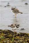 Ringed Plover on mud flats