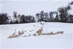 Sheep in snowdrifts