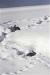 Rabbits in deep snow