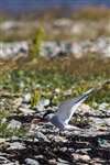 Arctic tern parent feeding chick