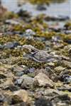 Ringed Plover on the beach
