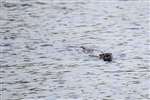 Otter swimming in the sea
