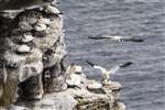 Gannet colony, Noup Head, Westray