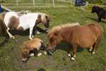 Shetland ponies, Dunrossness