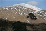 Cruach Ardrain and caledonian pine forest remnant