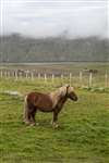 Shetland Pony, Burra