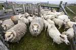 Shetland sheep shearing, Burra