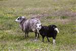 Shetland sheep, Fetlar