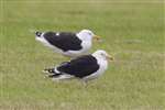 Great black backed gulls