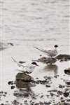 Arctic terns bathing