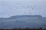 Curlew flock landing