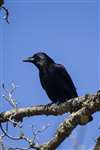 Carrion crow, Mugdock Country Park