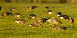White fronted geese, Tayinloan