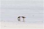 Dunlin and Ringed plover