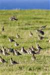 Golden plover group, Tiree