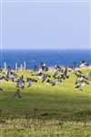 Golden plover flock taking off, Tiree