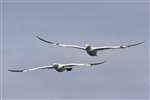 Two Gannets flying, Sanda