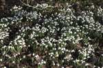 Snowdrops, High Valleyfield Country Park
