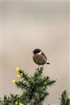 Male Stonechat on gorse